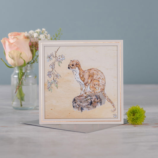 Stoat - Pack of 6