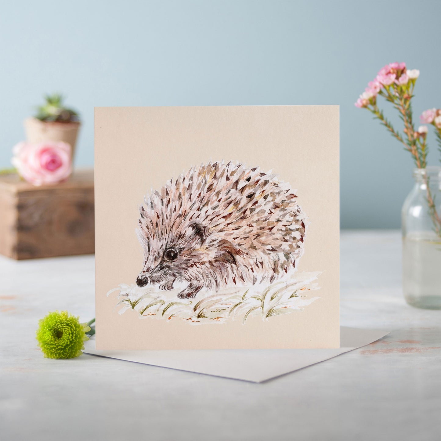 The Hedgehog - Pack of 6